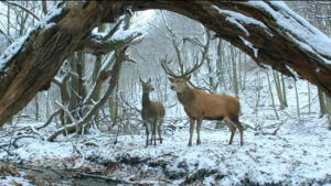 Read more about the article Film Sahneleri Fotoğraf Karesi Olsaydı: Beden ve Ruh (2017)